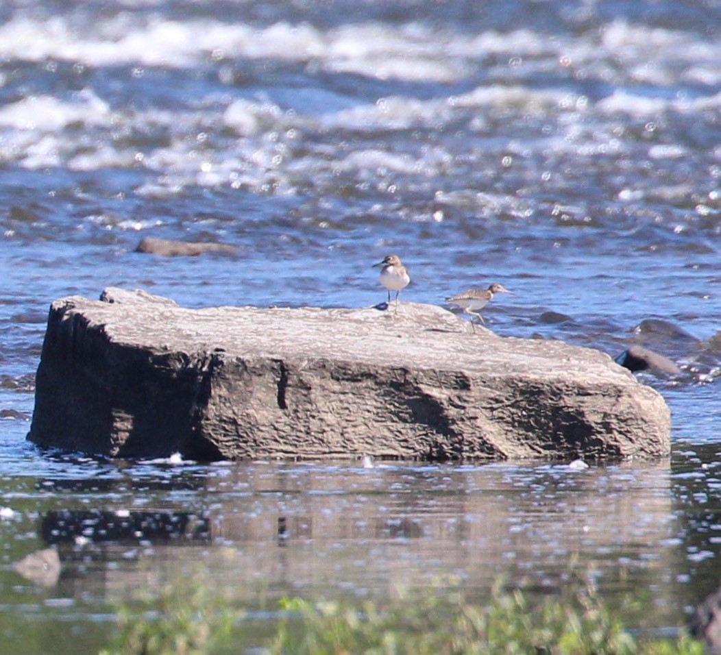 Solitary Sandpiper - ML33170801