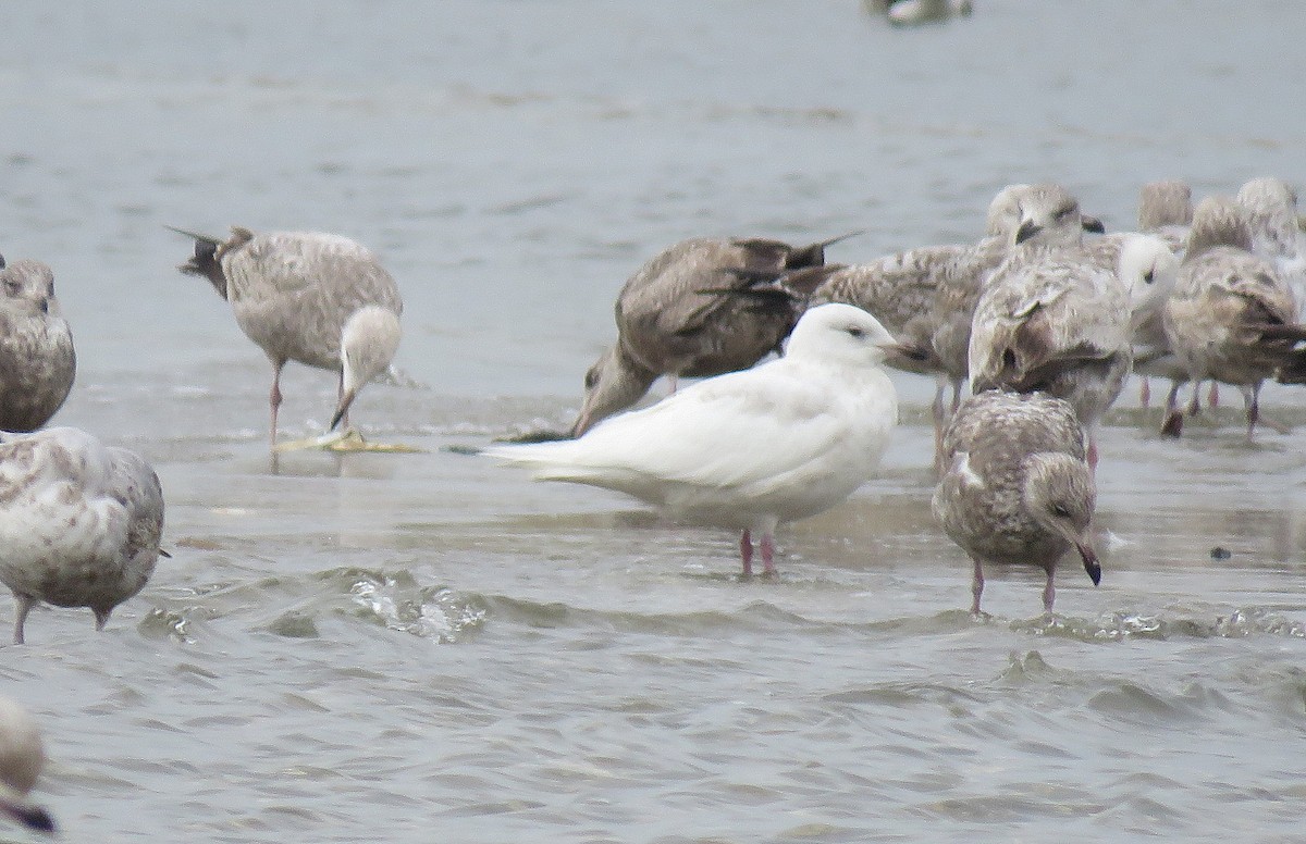 Iceland Gull (kumlieni/glaucoides) - ML331709061