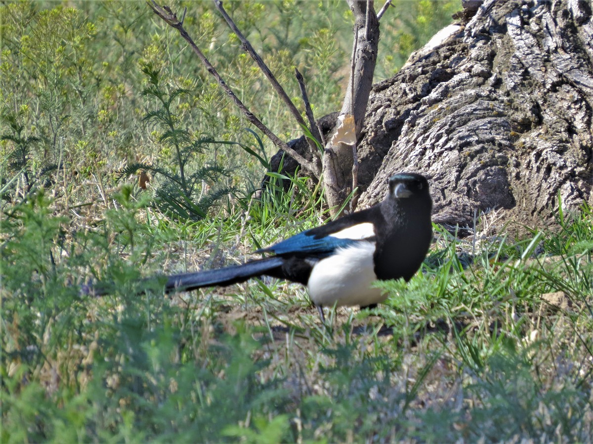 Black-billed Magpie - ML331709831