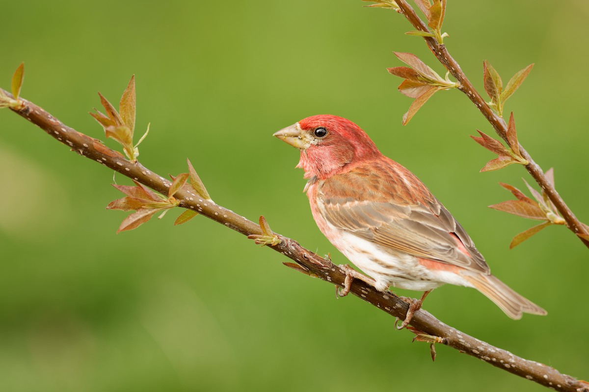 Purple Finch - ML331710651