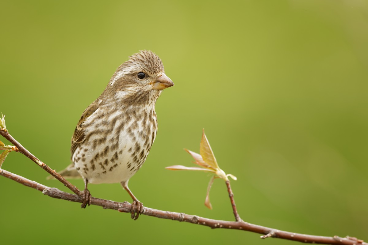 Purple Finch - ML331711161