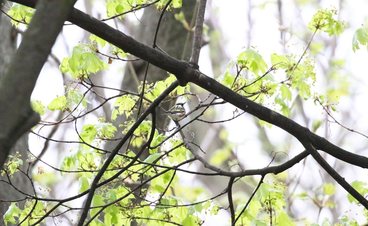 Chestnut-sided Warbler - ML331713201