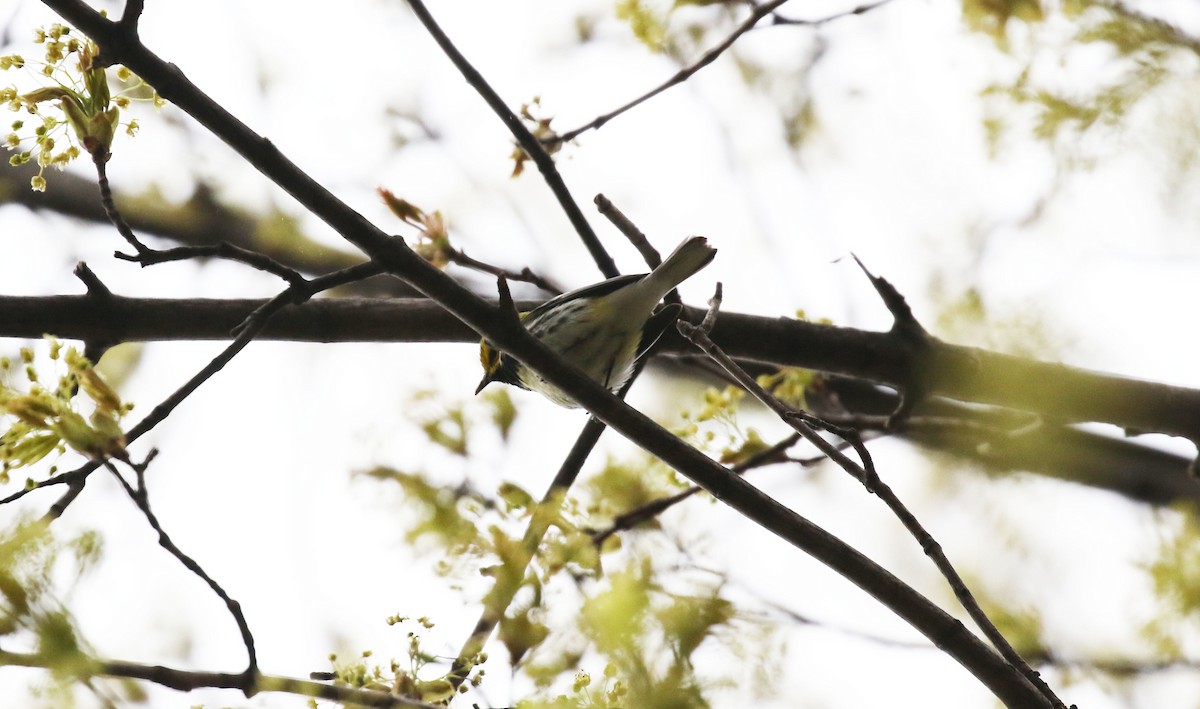 Black-throated Green Warbler - ML331713321