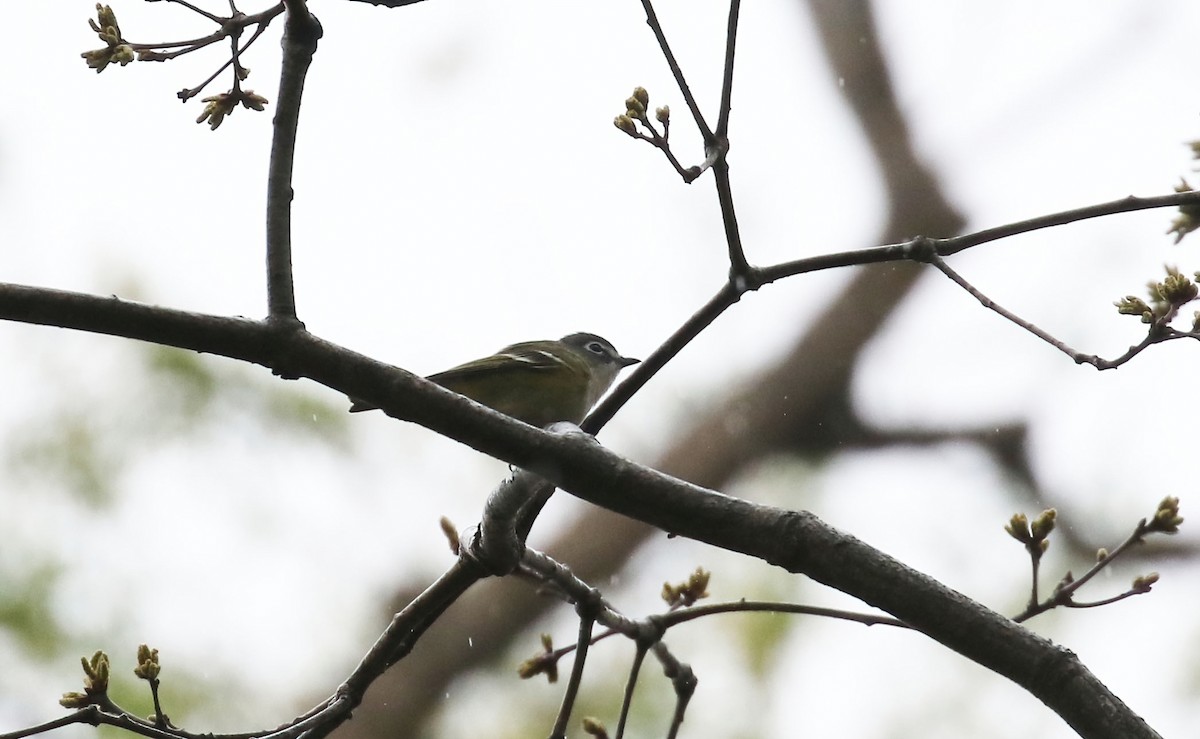 Blue-headed Vireo - ML331713611