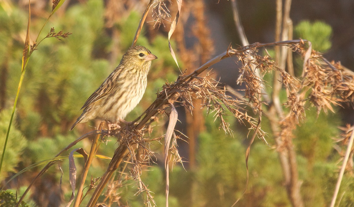 Yellow Bishop - ML331714641