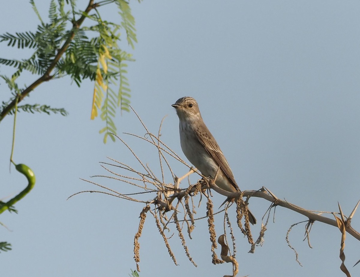 Spotted Flycatcher - Martin Meier