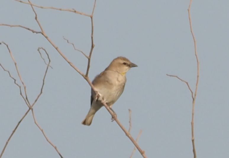 Yellow-throated Sparrow - Martin Meier