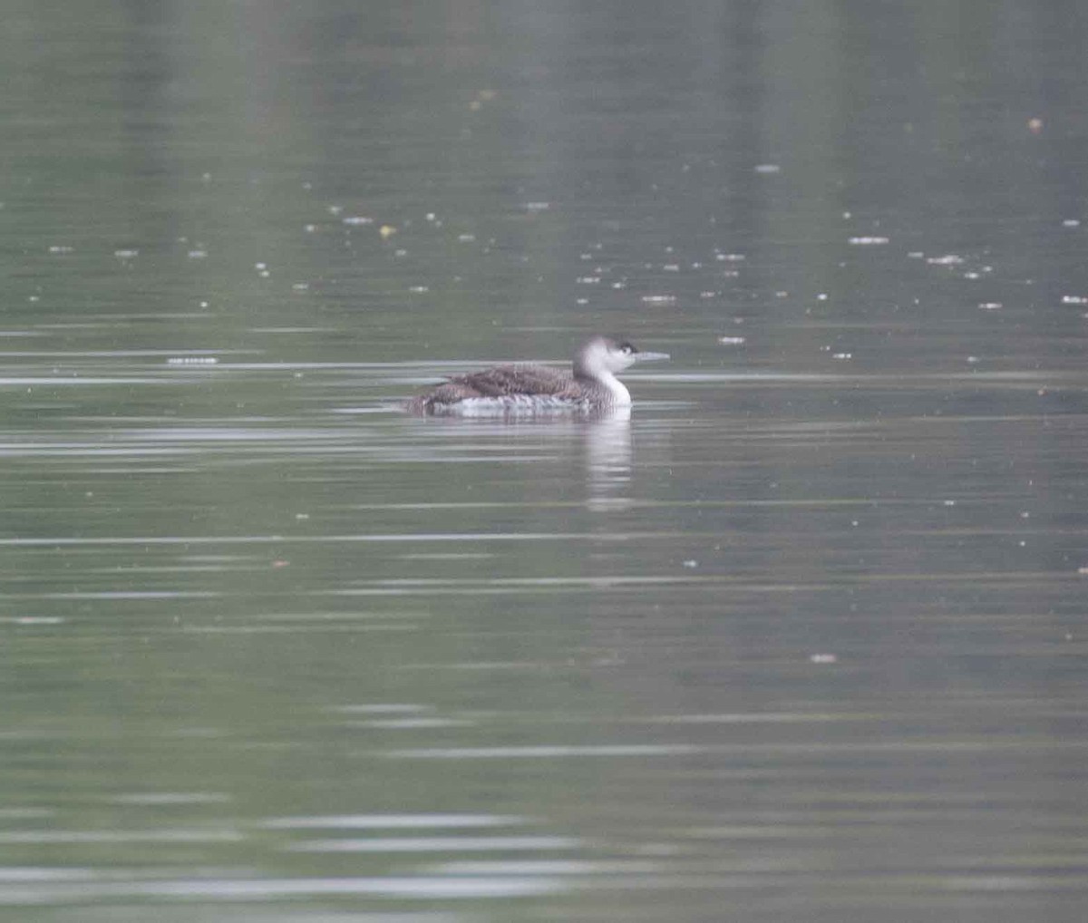 Red-throated Loon - ML331715841