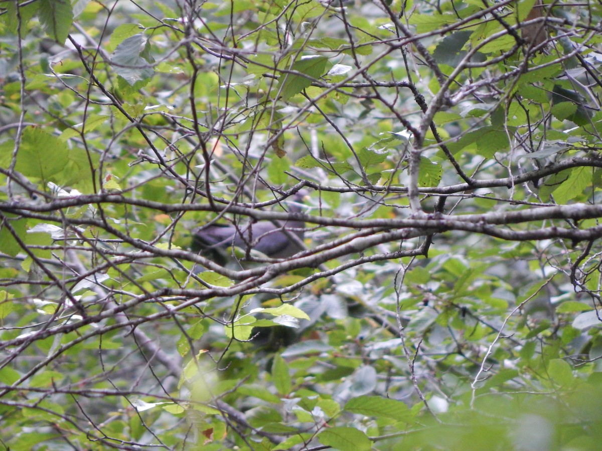 Полосатохвостый голубь - ML33171661