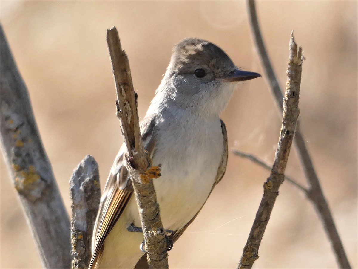 Ash-throated Flycatcher - ML331716791