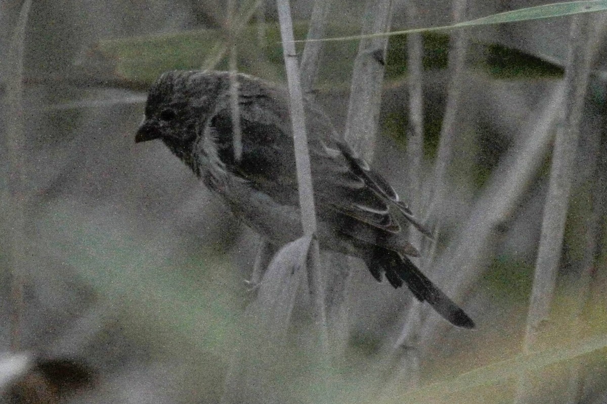Common Rosefinch - ML331718751