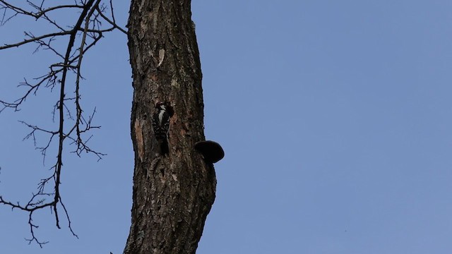 Hairy Woodpecker (Eastern) - ML331718981