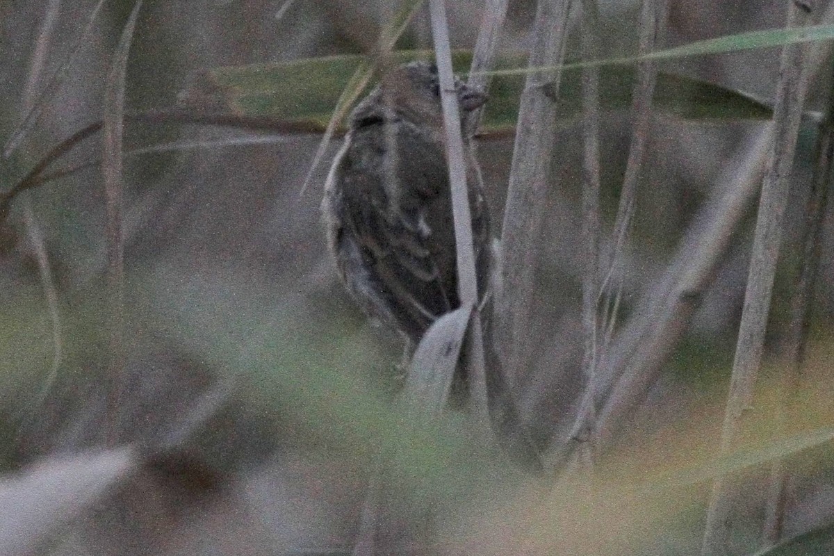 Common Rosefinch - ML331719141