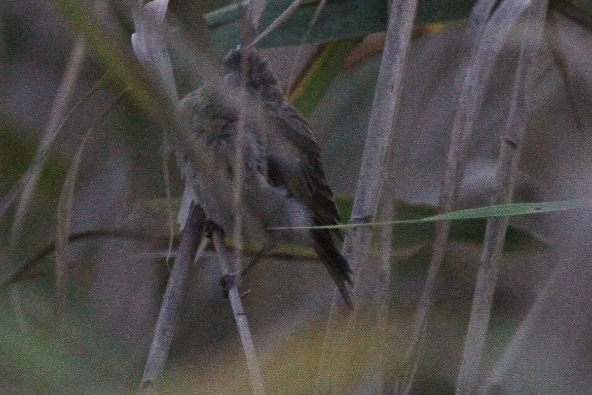 Common Rosefinch - ML331719221