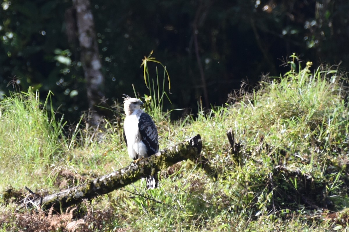 Black-and-chestnut Eagle - ML331722121