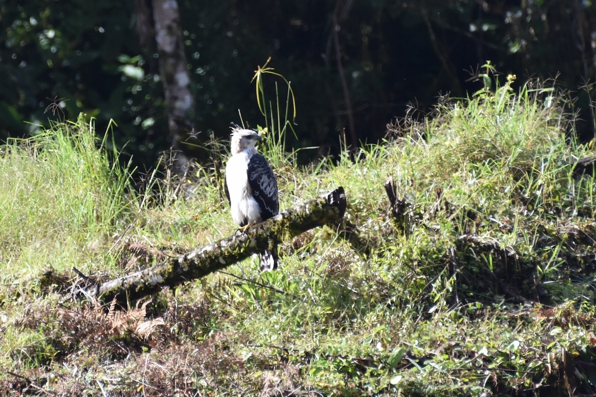 Black-and-chestnut Eagle - ML331722131