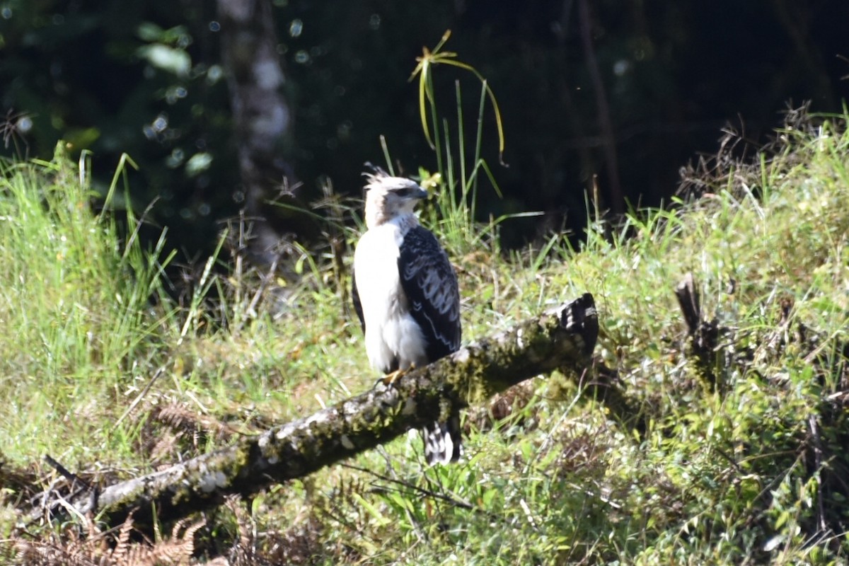 Black-and-chestnut Eagle - ML331722141