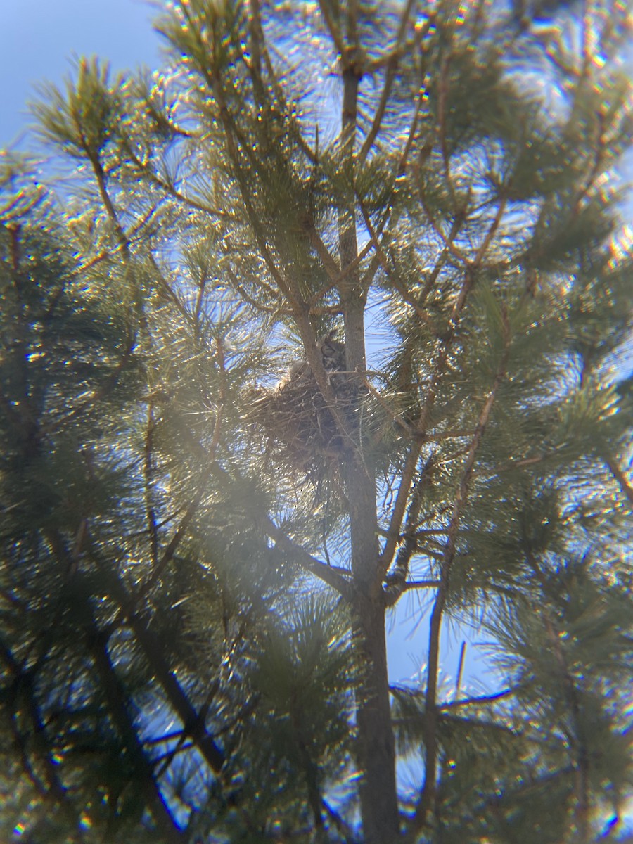 Great Horned Owl - ML331722521
