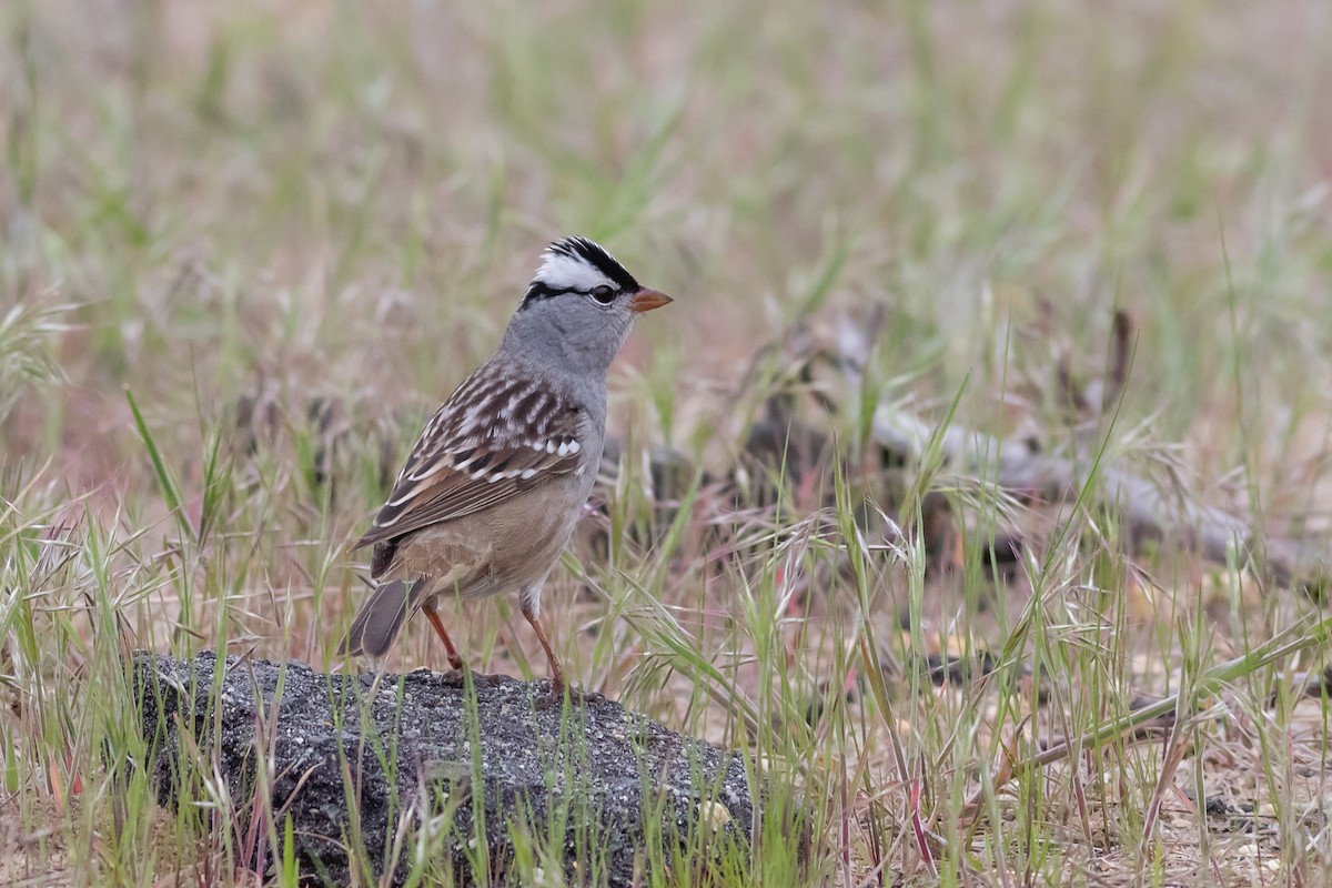 White-crowned Sparrow - ML331726071