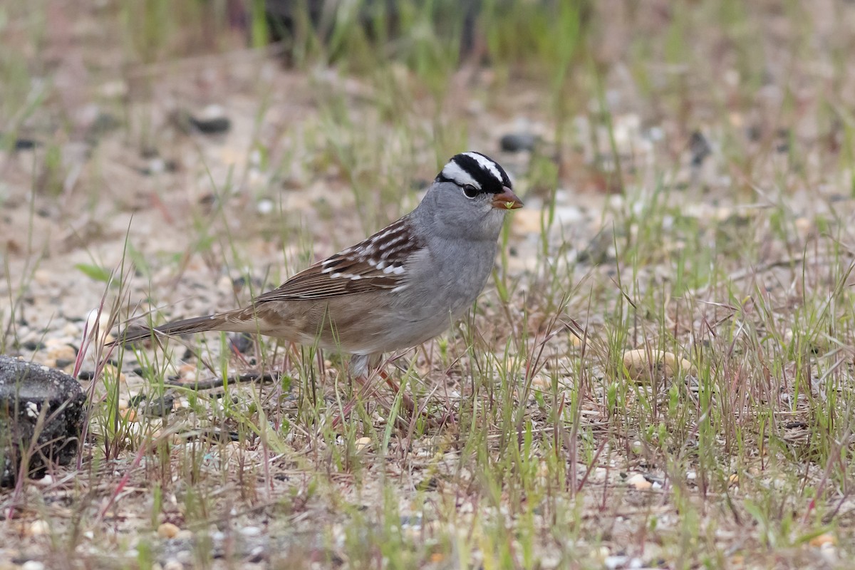 White-crowned Sparrow - ML331726081