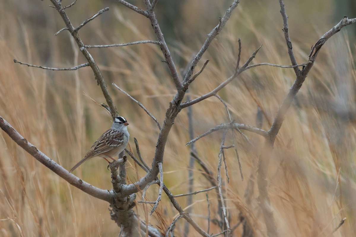 White-crowned Sparrow - ML331726131