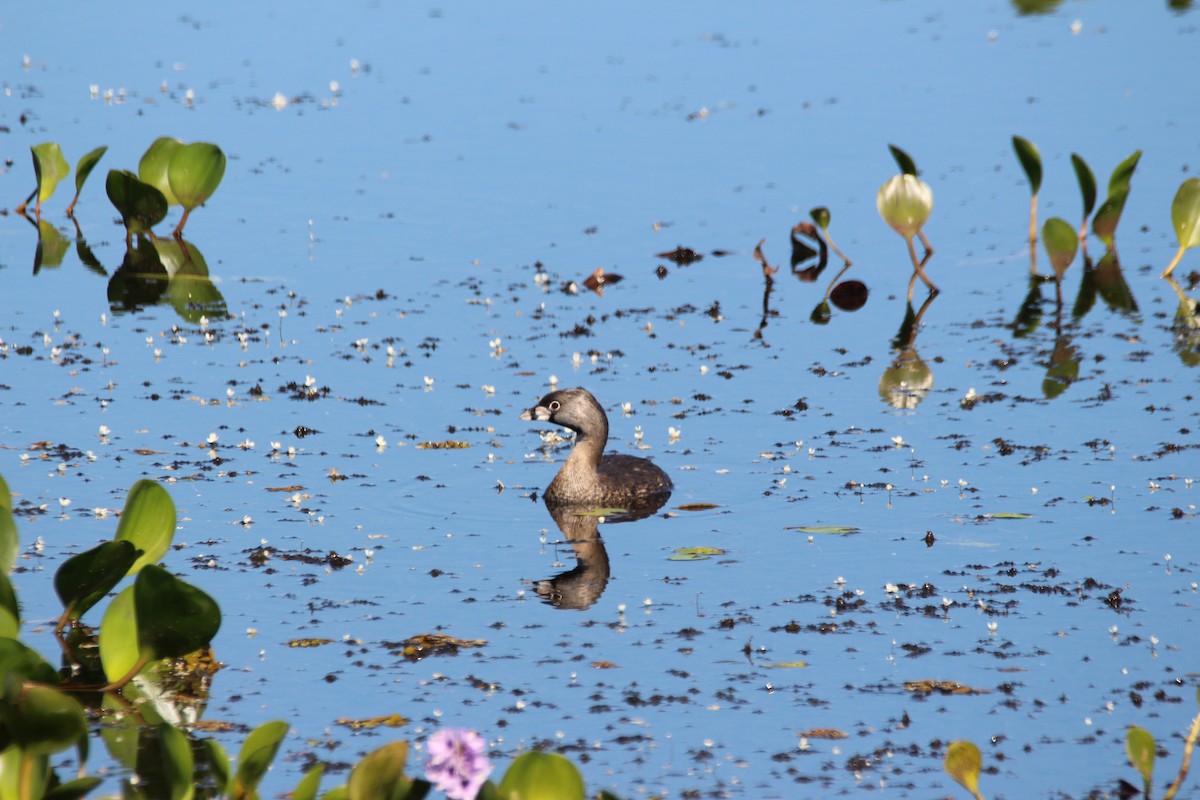 Pied-billed Grebe - Haydee Cabassi