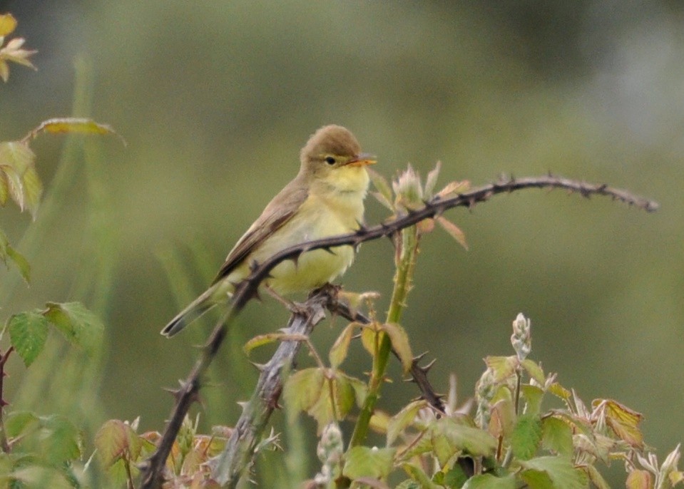 Melodious Warbler - ML331730531