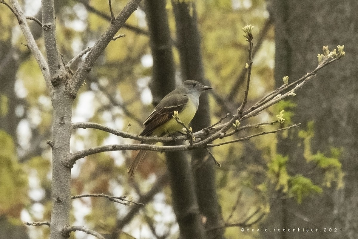 Great Crested Flycatcher - David Rodenhiser