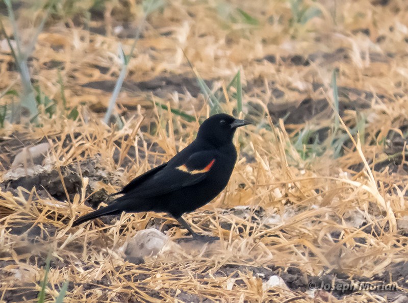 Red-winged Blackbird - ML331732341