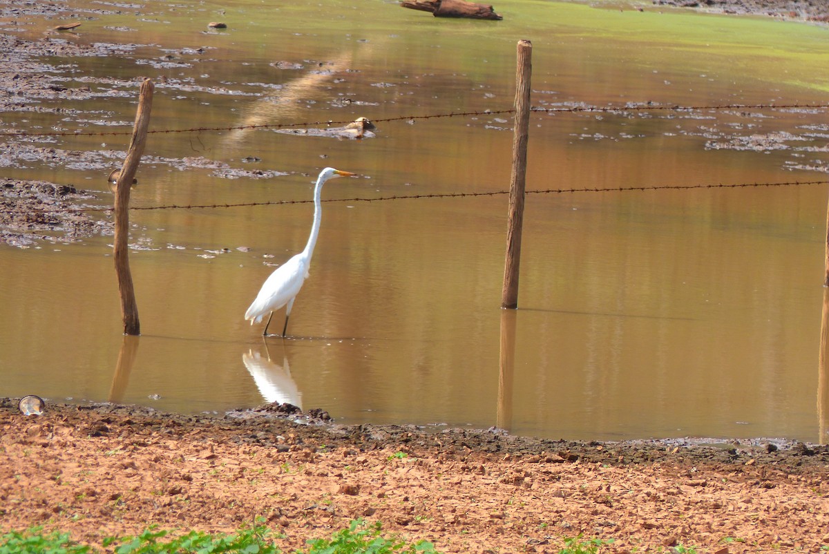 Great Egret - ML331735171