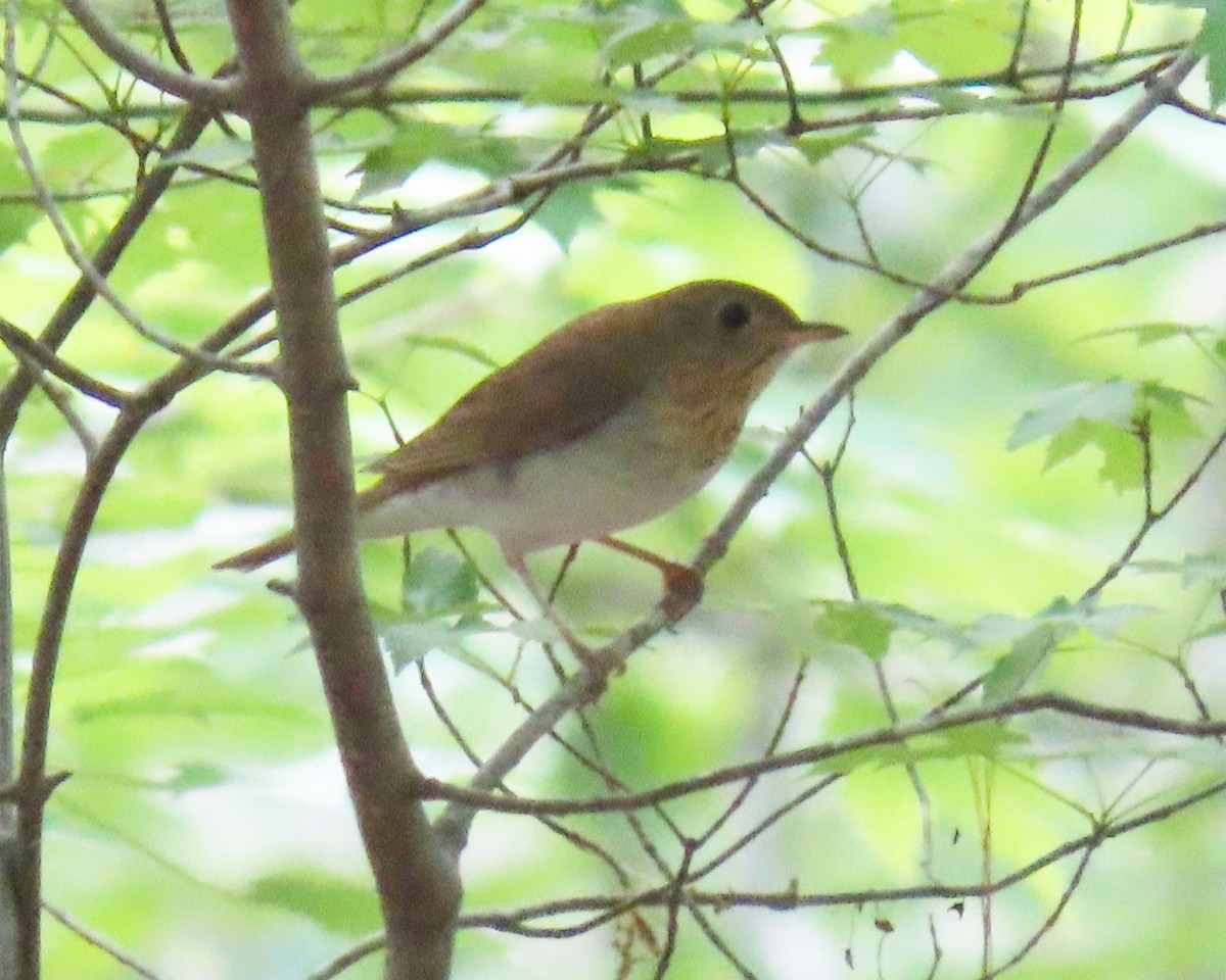 Veery - ML331735451