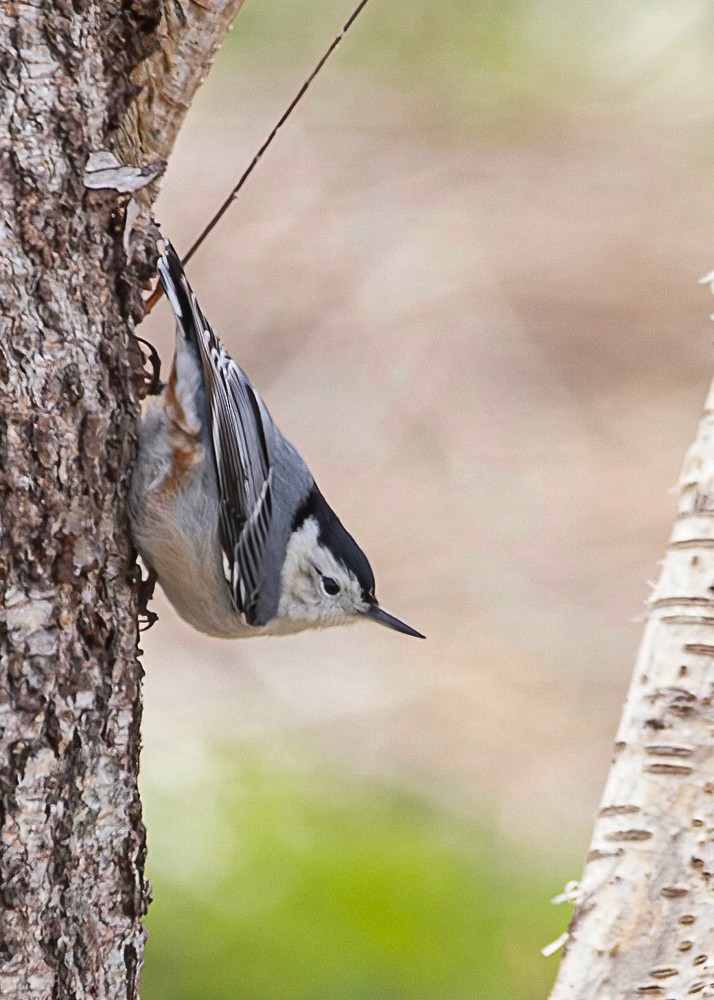 White-breasted Nuthatch - Clyde Thornhill