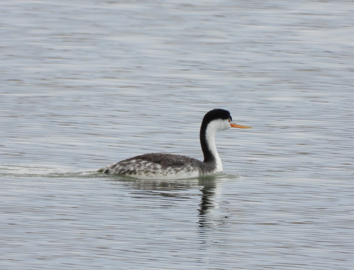 Clark's Grebe - ML331737131