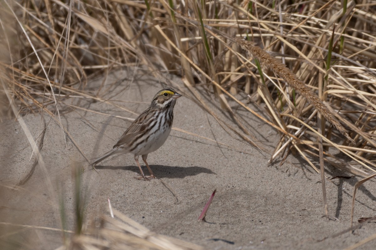 Savannah Sparrow (Savannah) - ML331737811