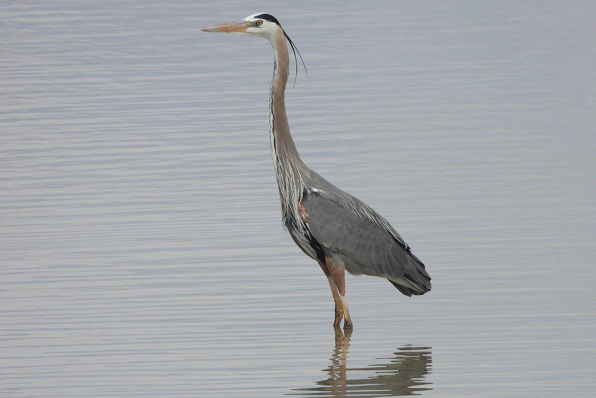 Great Blue Heron - Glenn Pearson