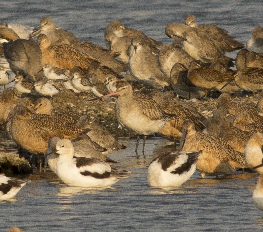 Bar-tailed Godwit - ML33173801