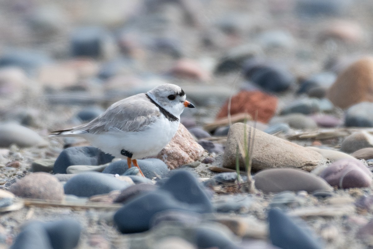 Piping Plover - Steven McGrath