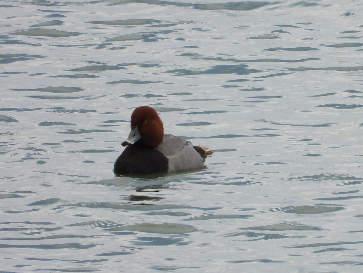 Redhead - ML331738271