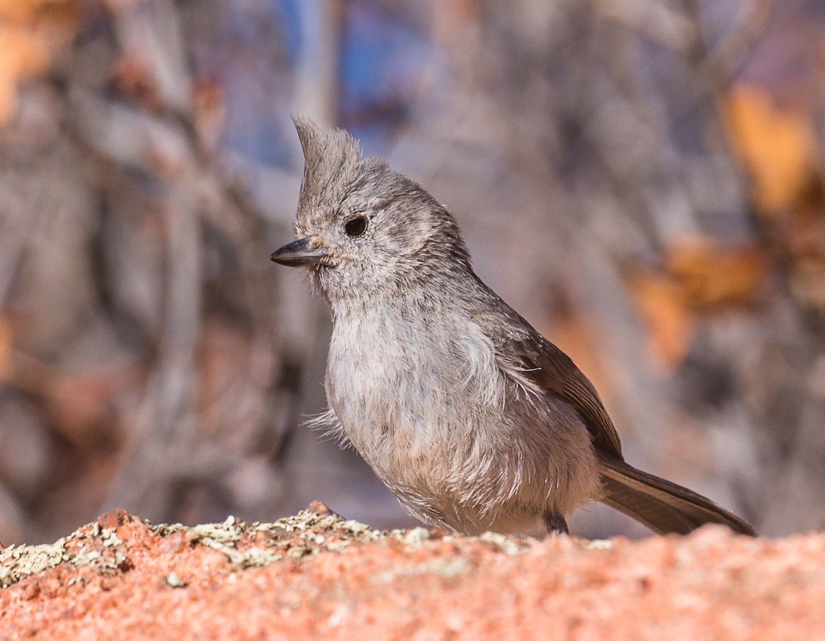 Juniper Titmouse - ML331741041