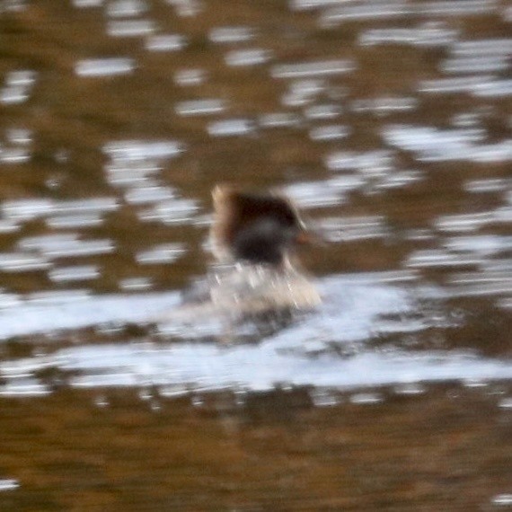 Hooded Merganser - ML331742041