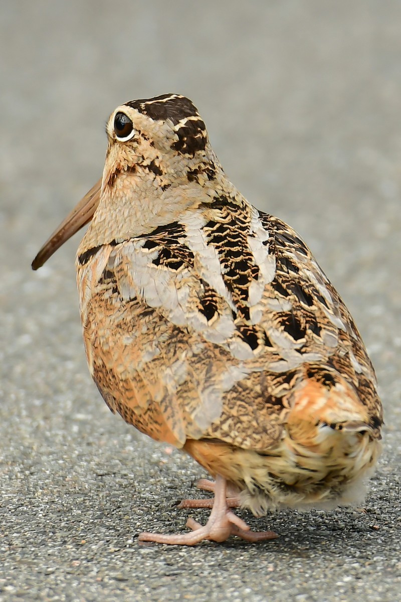 American Woodcock - ML331742131