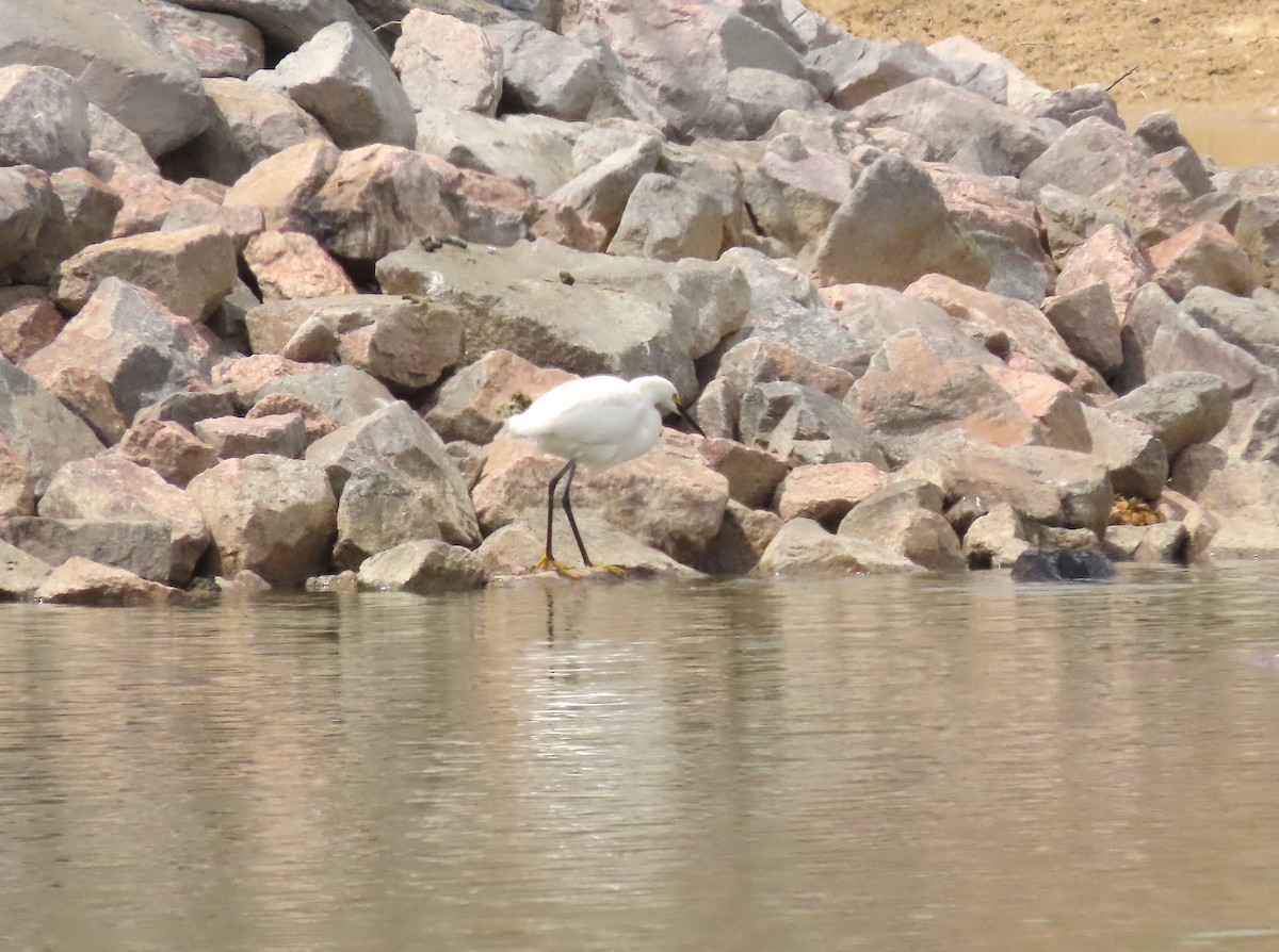 Snowy Egret - ML331742651