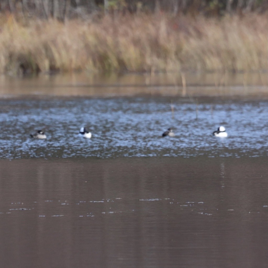 Bufflehead - ML331743051