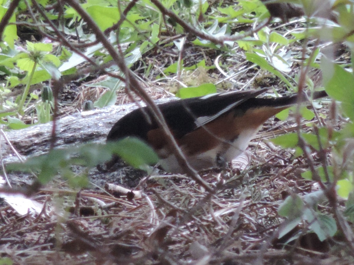 Eastern Towhee - ML331743301