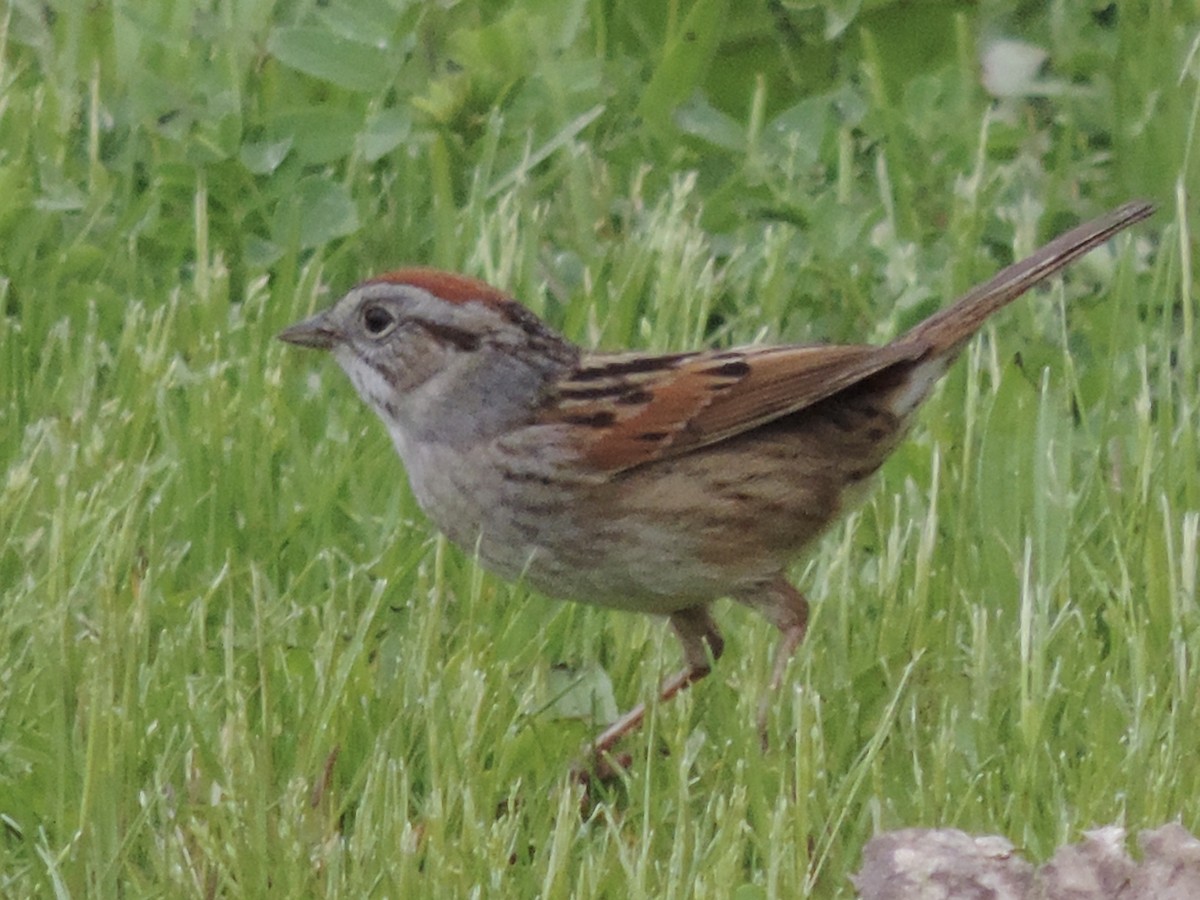 Swamp Sparrow - Rich Brown