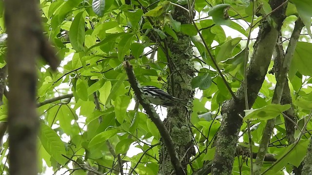 Black-and-white Warbler - ML331747021