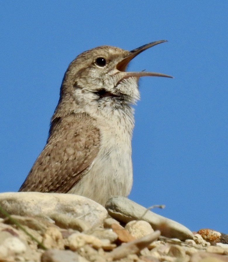 Rock Wren - ML331747921