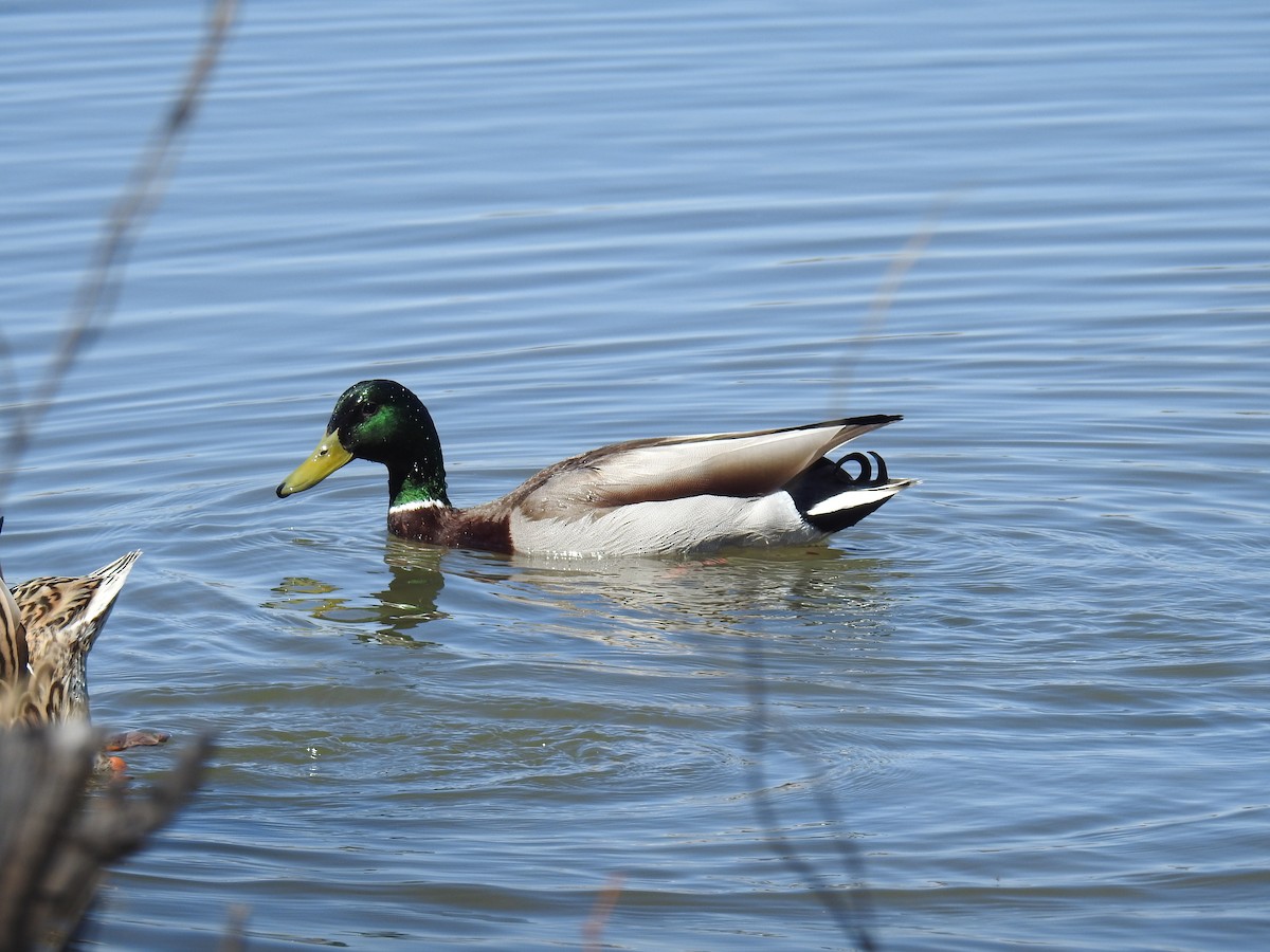 Canard colvert - ML331748841