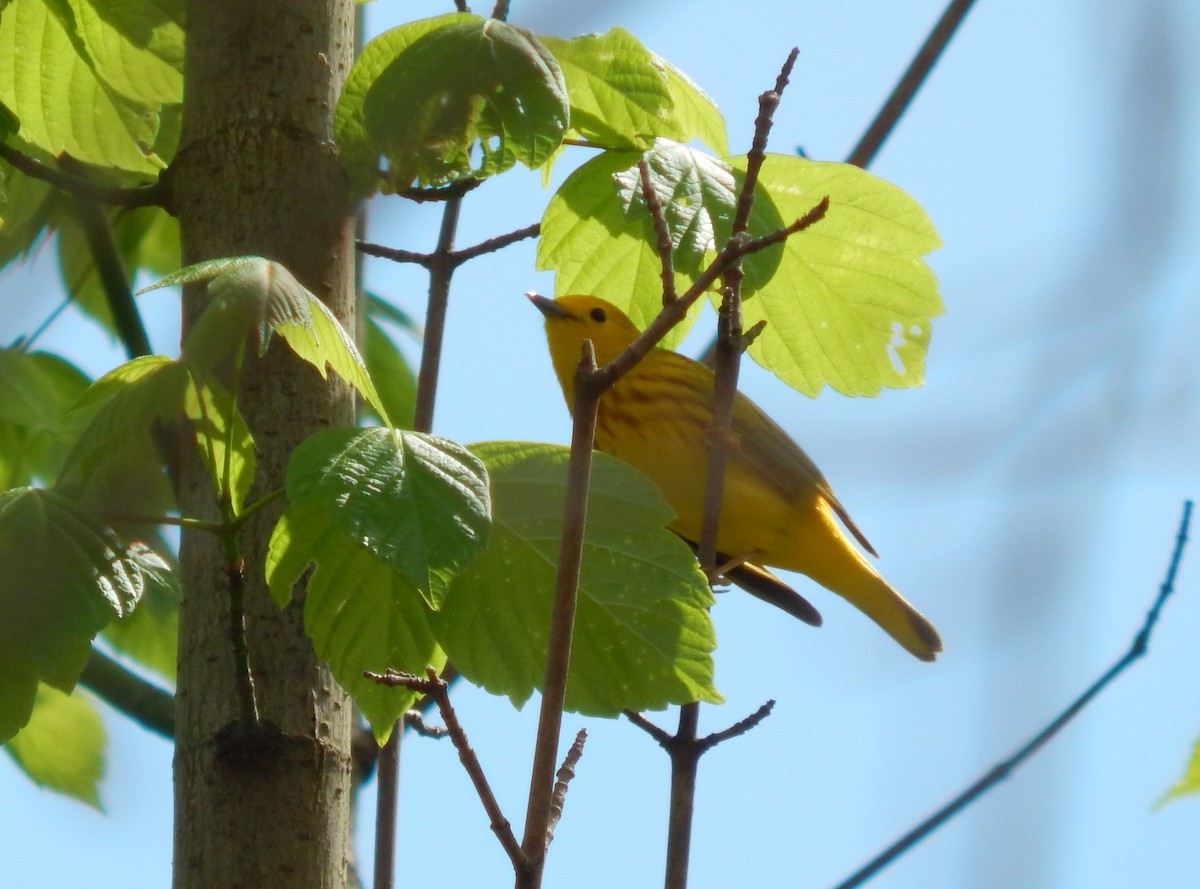 Yellow Warbler (Northern) - ML331749561
