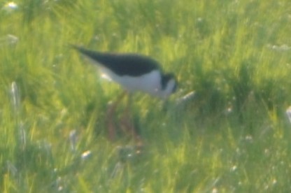 Black-necked Stilt - ML331750351